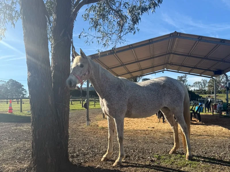 Pippa, our grey mare, in the shade of a gum tree
